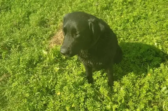 Найдена собака в Костроме, район садов у дамбы
