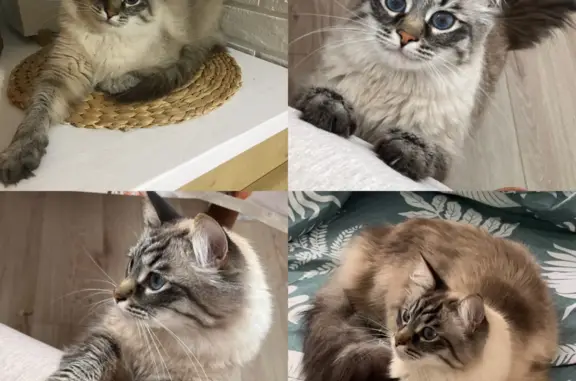 Потерянные животные Москва, фото: Пропала кошка на ул. Маршала Савицкого, 30, Москва