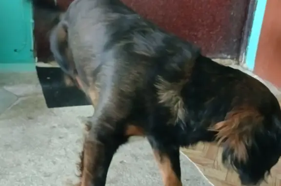 Найдена собака без ошейника в ЖД поселке, нужны хозяева