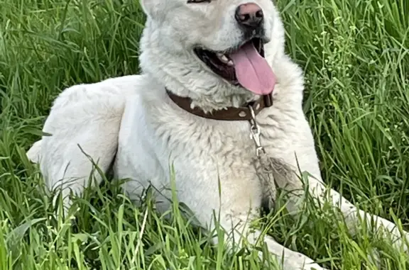 Пропала собака Белы Алабай во Владикавказе