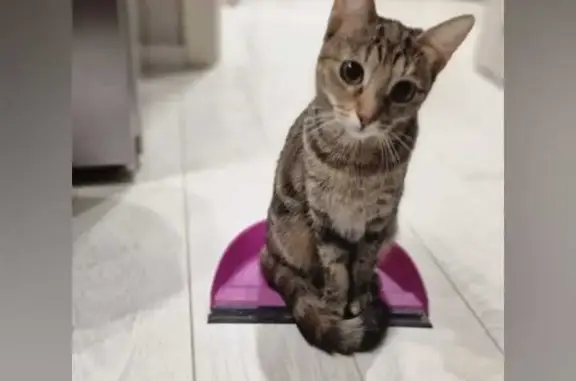 Потерянные животные Тверь, фото: Пропала трехцветная кошка на ул. Оснабрюкская, 30, Тверь