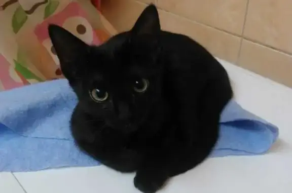 Найдена черная кошка-котенок, Будапештская ул. 71 к1, СПб