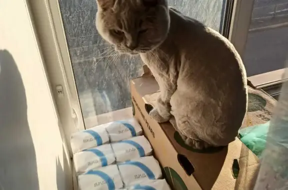 Потерянные животные Санкт-Петербург, фото: Пропал кот Мася, ул. Генерала Симоняка 3, СПб