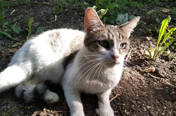 Найдена безпородная кошка на Кронштадтском бульваре, Москва