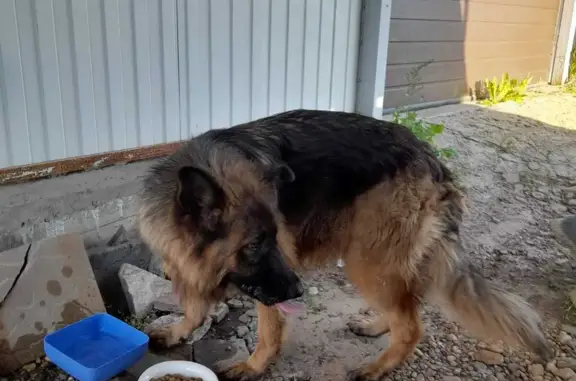 Найдена собака в Икше, район ДРСУ, улица Базаровка