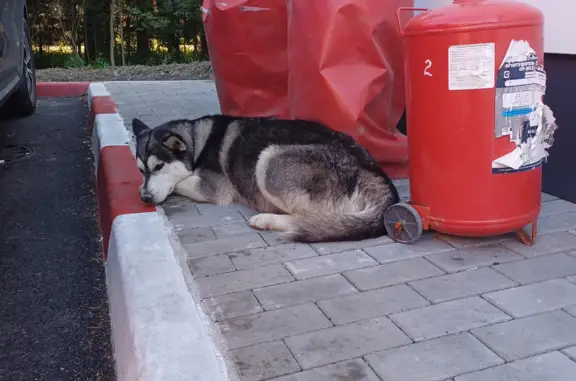 Собака ждет хозяев, Ленинградское шоссе, 58А