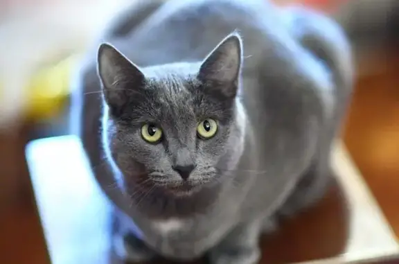 Пропала кошка: серый кот с белым пятнышком, Кооперативная ул.