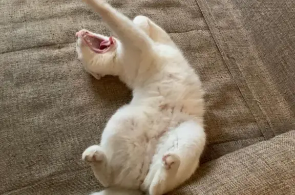 Потерянные животные Москва, фото: Пропала кошка: белый кот, русская порода, 5-я Парковая ул., 56 к2, Москва