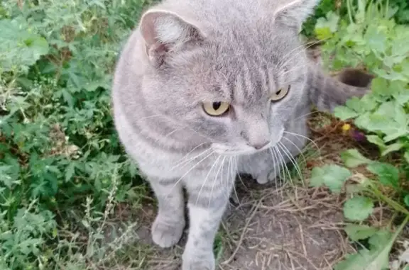 Найден кот, Садовая ул., 26, Красноярск