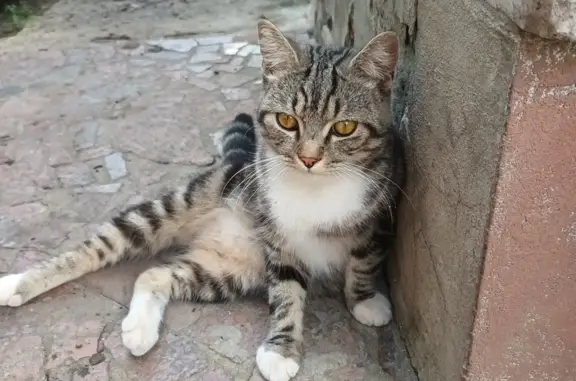 Найдена кошка, Витебский переулок, 66, Воронеж