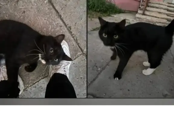 Кошки потеряшки, Киров, фото: Потеряшка кошка Тима, район спорткомплекса 