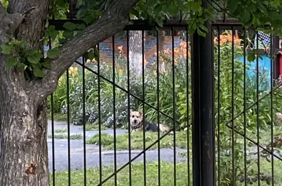 Собака найдена на поле 140 школы, Екатеринбург