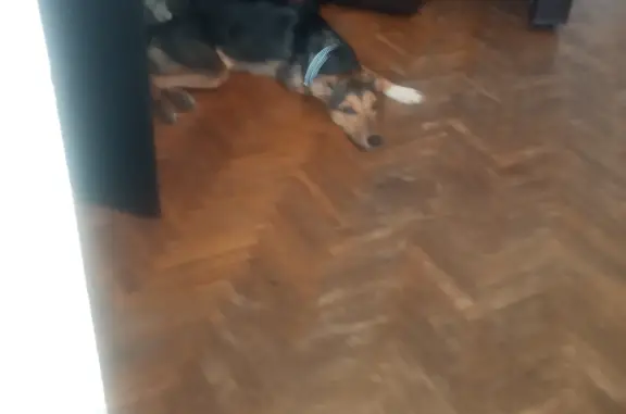 Собаки потеряшки, Москва, фото: Потеряшка собака Найда, Маслов переулок, Москва