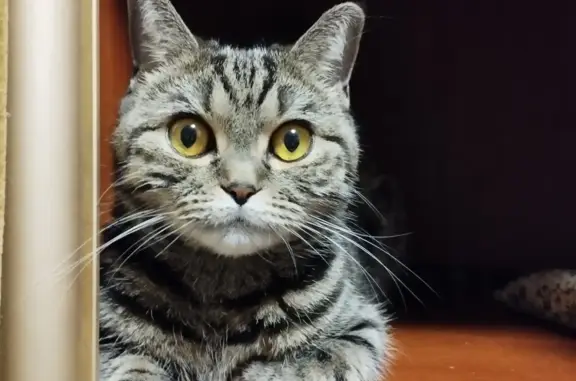 Потерянные животные Москва, фото: Пропала кошка Лиза/Пампушка, ул. Космонавтов, 4, Москва