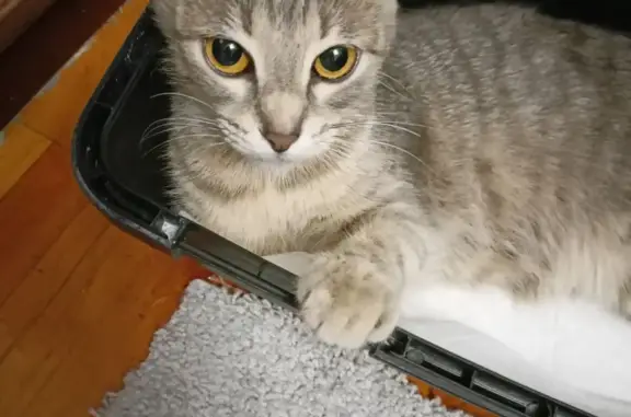 Найдена кошка: серый вислоухий котик, ул. Фадеева 37, Волгоград