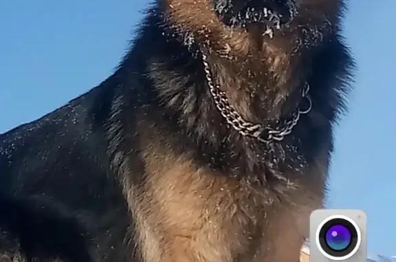 Пропала собака на 112 км Сургут-Когалым