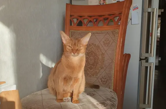 Потерянные животные Москва, фото: Пропала кошка Марсик, 6-я Кожуховская ул., Москва