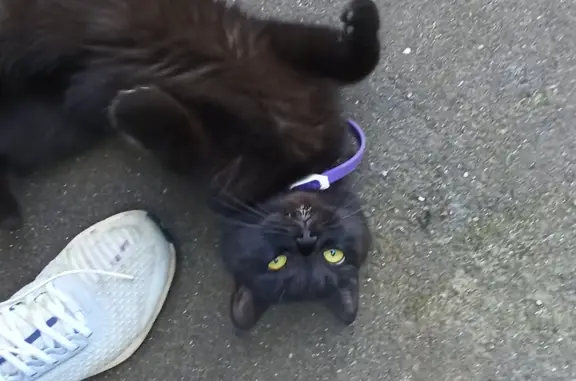 Объявления о пропавших и найденных животных, Москва, фото: Пропала кошка, Молодцова, Москва