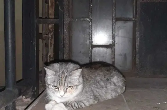 Кошка найдена в Москве, Воскресенские Ворота