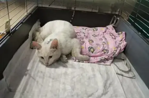 Кошка с переломом лапки найдена на проезде Бадигина, 24, Архангельск