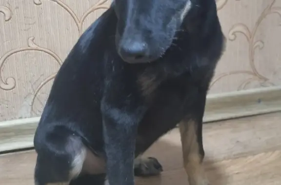 Собака Чёрный щенок, улица Гавена, Симферополь