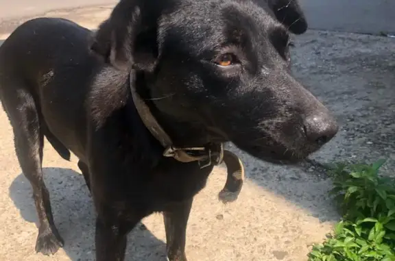 Найдена собака на мосту в поселке Лорис, Краснодарский край