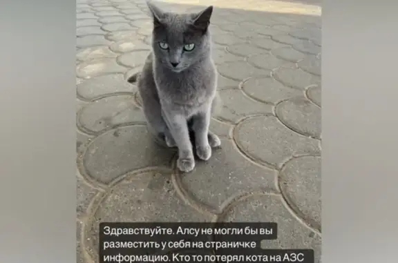 Кошка найдена: пр. Победы 3а, Казань