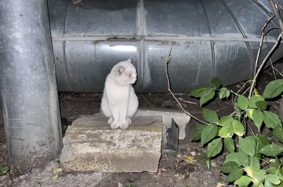 Найдена белая кошка на Живописной улице