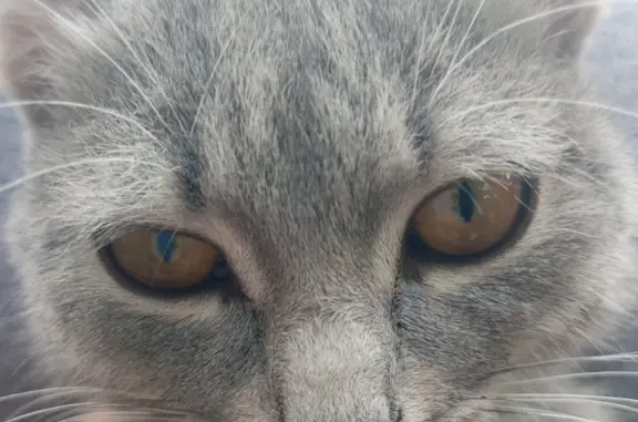 Потерянные животные Москва, фото: Пропала кошка в районе Воскресенские Ворота, Москва