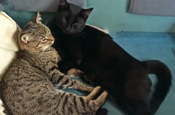 Кошки потеряшки, Санкт-Петербург, фото: Потеряшка кошка Чёрный кот, ул. Рихарда Зорге, 14, СПб