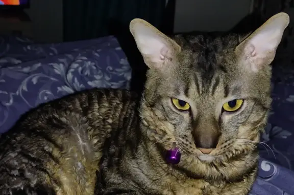 Объявления о пропавших и найденных животных, Москва, фото: Пропал кот, Верхние Поля, 3, Москва