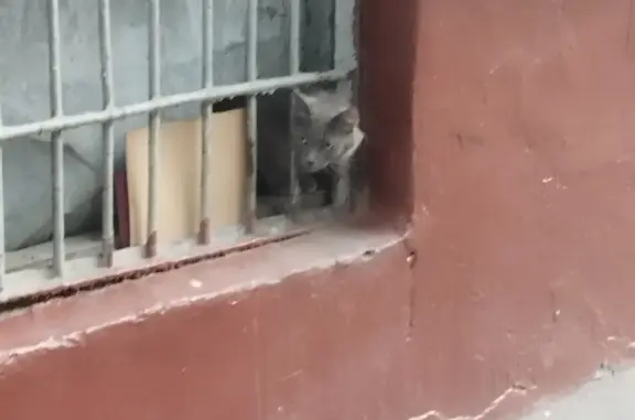 Потерянный серый котик на Студенческой, 32, Москва