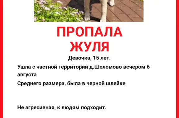 Пропала собака Жуля, черная, 15 лет, пос. Киевский, Москва