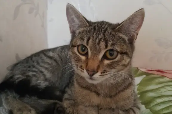 Найдена кошка, 4-5 месяцев, ул. Воронова, Красноярский край