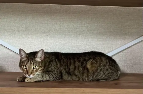 Потерянные животные Москва, фото: Пропала кошка Мальчик с черным пятном на носу: аллея Жемчуговой, 5 к5, Москва