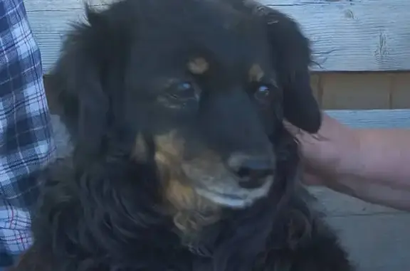 Собаки потеряшки, Ермаковское, фото: Потеряшка собака на ул. Ленина, 43