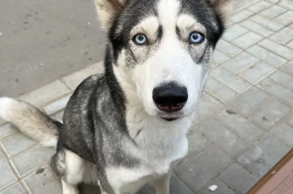 Найдена собака, Москва, фото: Потерянная собака Хаски, контактная, у волейбольной площадки, Москва