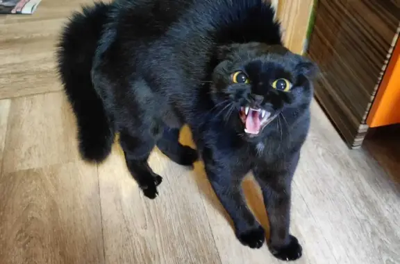 Пропала черная шотландская кошка в Воронеже
