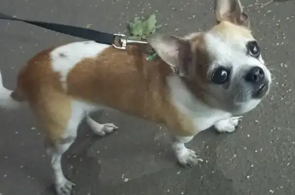 Найдена собака: ул. Артамонова, 19, Москва