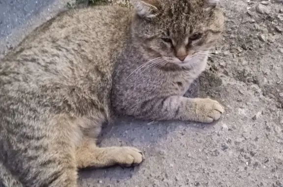Найдена кошка возле магазина Чижик, Йошкар-Ола