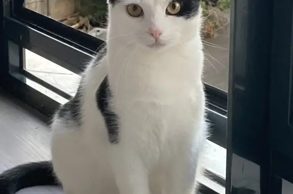 Потерянные животные Москва, фото: Пропала кошка Кот Мартин, ул. Шверника, Москва