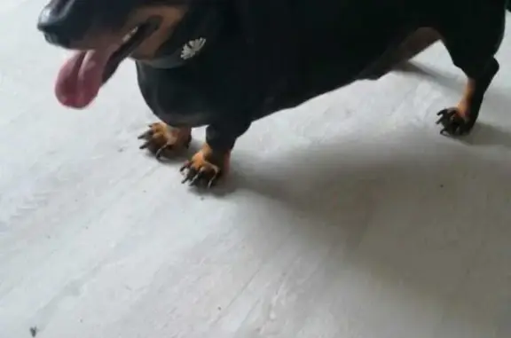 Найдена собака, Санкт-Петербург, фото: Найдена собака 07.08.2023, проспект Славы, СПб