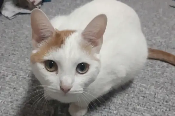 Пропала кошка: белая с рыжими пятнами, Молодёжный бульвар, Тверь