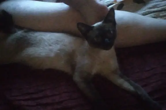 Объявления о пропавших и найденных животных, Екатеринбург, фото: Найдена кошка породы боб теел на ул. Мира, 26, Екатеринбург