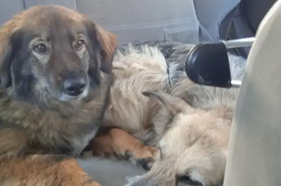 Пропали две собаки в Калужской области