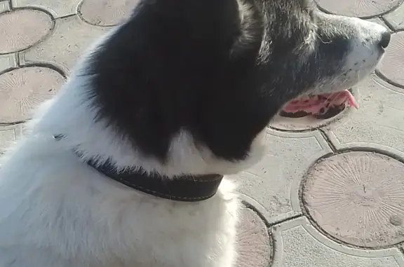 Пропала собака Лайка на ул. Матросова, Катайск