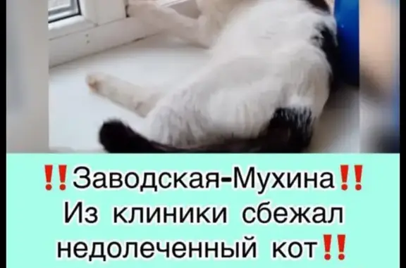 Пропала кошка: Черно-белый кот, рана на шее. Заводская ул., 169, Благовещенск