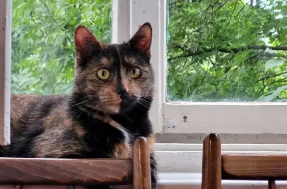 Потерянные животные Санкт-Петербург, фото: Пропала кошка черепахового окраса, Дачный проспект 19 к2, Санкт-Петербург