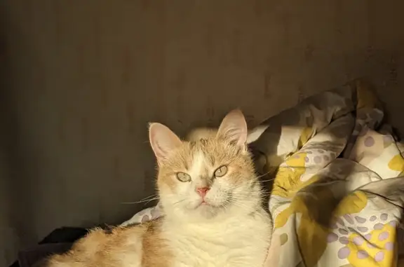 Найдена кошка Стриженный кот, Проспект Мира 97, Москва