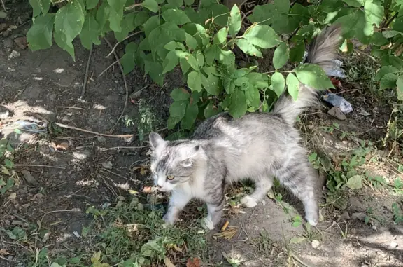 Найден пушистый кот на ул. Андрея Блаженного, 21
